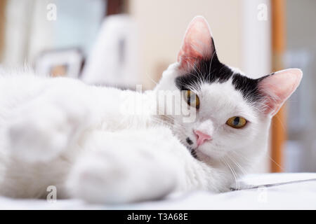 A happy white cat with black markings and yellow eyes is relaxing on a bed with his paws forward