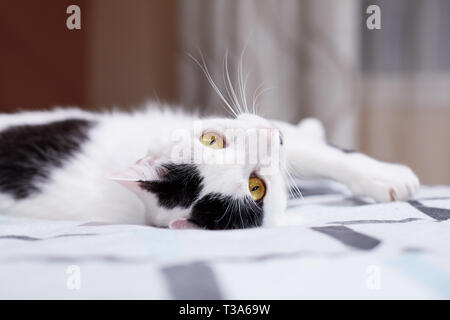 A relaxed white cat with black markings is rolling on a bed at home and feels happy
