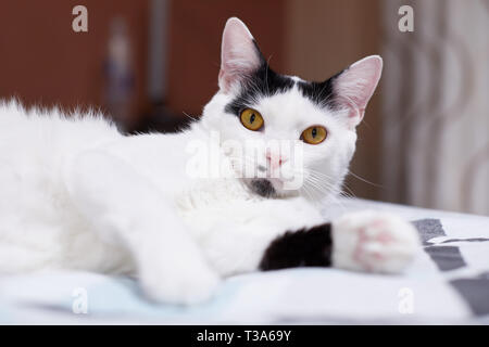 A relaxed white cat with black markings is relaxing on a bed at home and feels happy