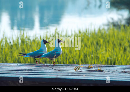 two sea gulls sit on top of wooden board over spring green grass background with lake water landscape Stock Photo
