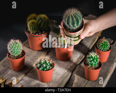 Children's hand holds a cactus. Cacti collection on dark background. Low key lighting Stock Photo