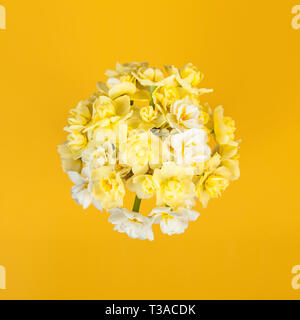Circular arrangement of daffodils isolated on yellow/orange background. Stock Photo