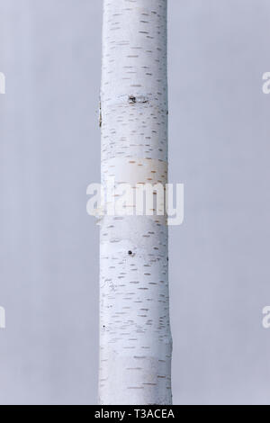 Trunk of a white silver birch tree against a concrete wall. Stock Photo