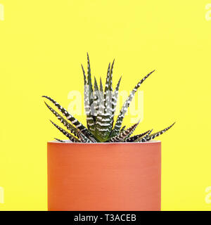 Zebra haworthia in pot and isolated on yellow background. Stock Photo