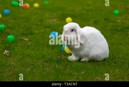 white bunny on the grass with beautiful colored balls Stock Photo