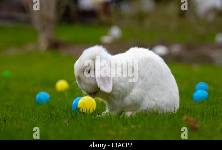 white bunny on the grass with beautiful colored balls Stock Photo