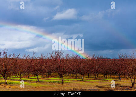 California almonds are the pot of gold at the end of the rainbow Stock Photo