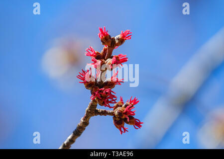 Buds of Silver Maple in Oak Glen Preserve at Yucaipa, California Stock Photo