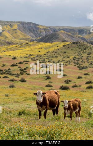 cattle grazing on the grassland pasture of the Carrizo plain monument in San Luis Obispo County, California; USA Stock Photo