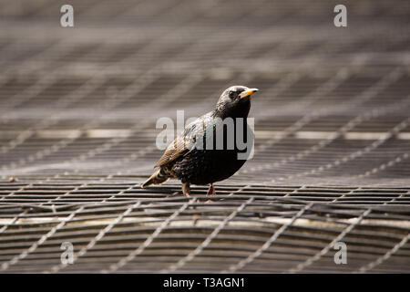 European or common starling (Sturnus vulgaris), an invasive bird species in the United States. Stock Photo