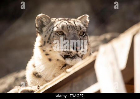 A female snow leopard (Panthera uncia) resting in the sun on a spring day. Stock Photo