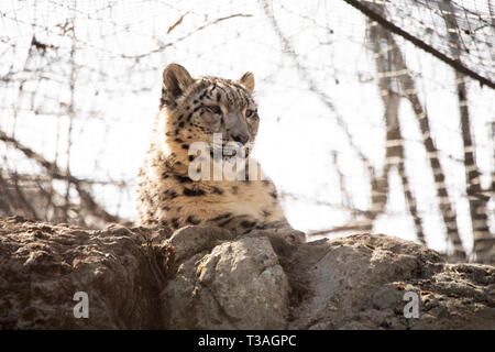 A juvenile snow leopard (Panthera uncia) rests on some rocks on a spring day. Stock Photo