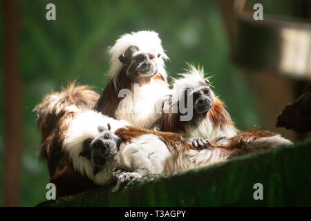 A group of cotton-top tamarin monkeys (Saguinus oedipus) native to Colombia. Stock Photo