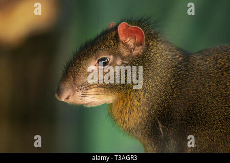 A portrait of a red-rumped agouti (Dasyprocta leporina), a rodent native to South America. Stock Photo