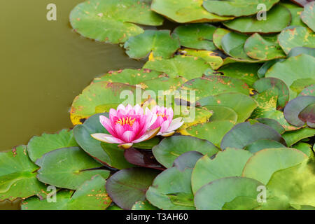 Pink water lily Nymphaea in Rose Garden in Monza. Italy Stock Photo