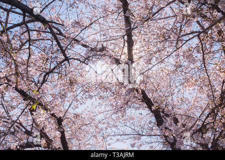 Beautiful Japanese Sakura Cherry blossom trees during spring in Tokyo. Stock Photo