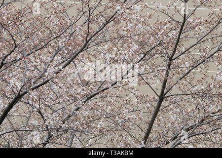 Cherry blossom sakura trees and flowers with a tennis playground. Stock Photo