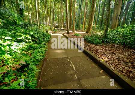 footpath inside tropical rain forest Stock Photo