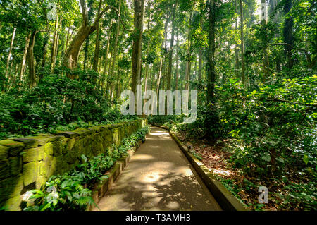 footpath inside tropical rain forest Stock Photo