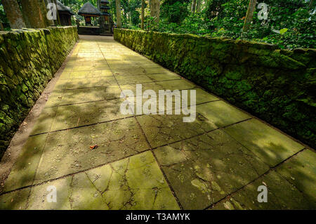 footpath inside tropical rain forest Stock Photo