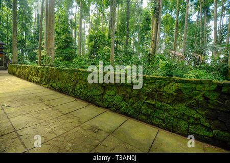 footpath inside tropical rain forest Stock Photo