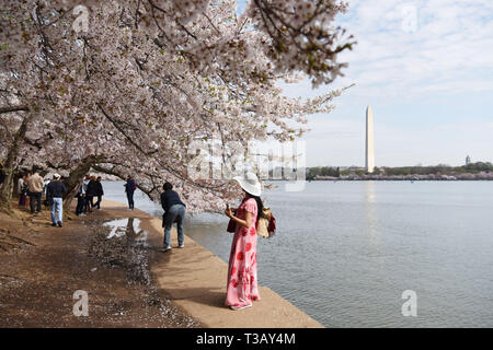 Washington, DC, USA. 7th Apr, 2019. Visitors view cherry blossoms at the Tidal Basin in Washington, DC, the United States, April 7, 2019. This year's blossoms reached peak bloom in the first week of April. Credit: Han Fang/Xinhua/Alamy Live News Stock Photo