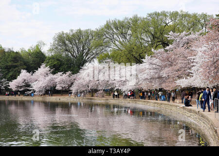 Washington, DC, USA. 7th Apr, 2019. Visitors view cherry blossoms at the Tidal Basin in Washington, DC, the United States, April 7, 2019. This year's blossoms reached peak bloom in the first week of April. Credit: Han Fang/Xinhua/Alamy Live News Stock Photo