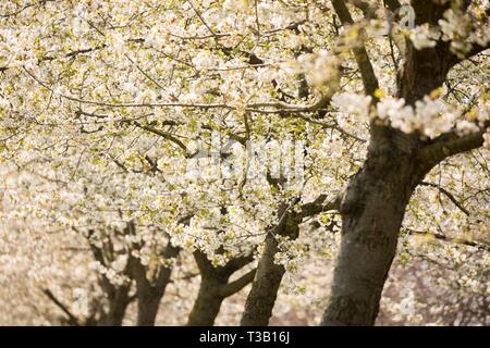 Hannover, Germany. 08th Apr, 2019. Blossoming cherry trees stand on an avenue. Credit: Moritz Frankenberg/dpa/Alamy Live News Stock Photo