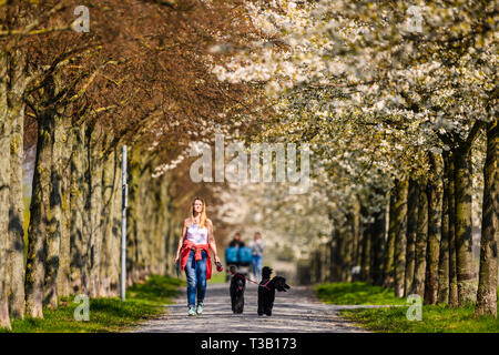 Hannover, Germany. 08th Apr, 2019. A woman with two king poodles walks through an avenue with blossoming cherry trees. Credit: Christophe Gateau/dpa/Alamy Live News Stock Photo