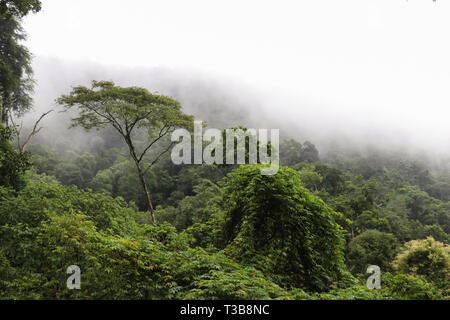Rain forest close to Rio de Janeiro Stock Photo