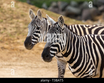 A pair of Zebras walking Stock Photo