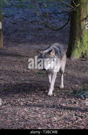 Eurasian Wolf Walking Through Forest Trees Stock Photo