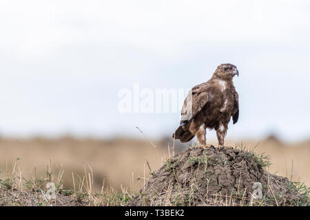 Eagle looking for prey in Maasai Mara Stock Photo