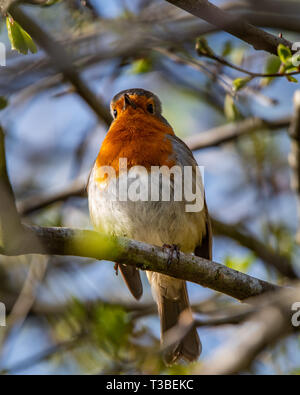 A robin, erithacus rubecula, sitting perched on a branch in a garden bush in Scotland Stock Photo