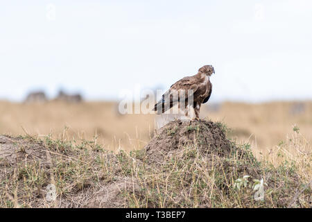 Eagle looking for prey in Maasai Mara Stock Photo