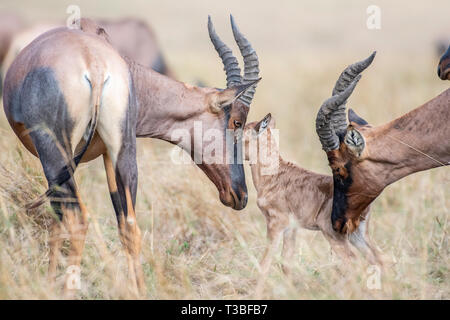 Mother Hartebeest trying to protect baby from male in Mara triangle Stock Photo
