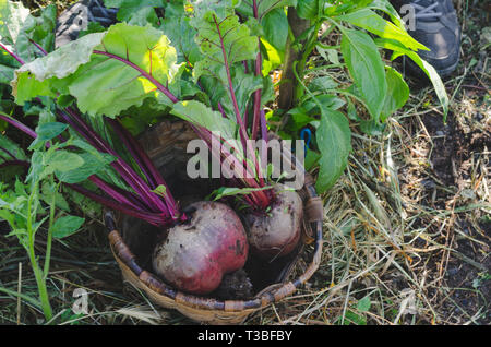 Two red beets in a basket in the orchard. Stock Photo