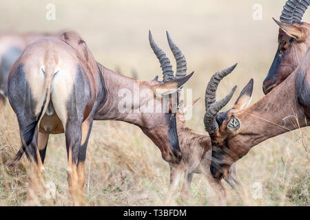 Mother Hartebeest trying to protect baby from male in Mara triangle Stock Photo