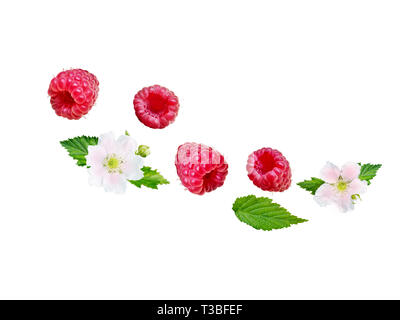 Flying raspberry wave. Ripe and juicy red berries, fresh leaves and flowers isolated on white. Stock Photo