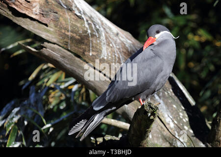 Inkaseeschwalbe / Inca tern / Larosterna inca Stock Photo