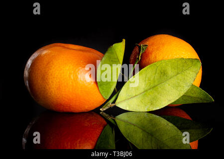 Group of two whole fresh orange mandarine with green leaves isolated on black glass Stock Photo