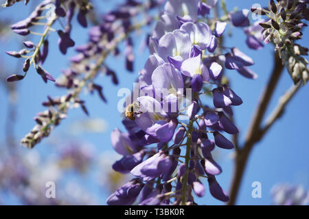 Honey Bee (Apis mellifera) on a Wisteria sinensis (Chinese wisteria), lilac-blue flowers, close-up Stock Photo