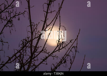 The moon rising behind a tree during a pink coloured sunset. Stock Photo