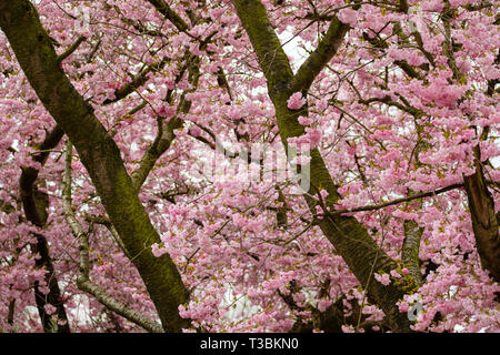 Cherry blossom brightens up a March day. Stock Photo
