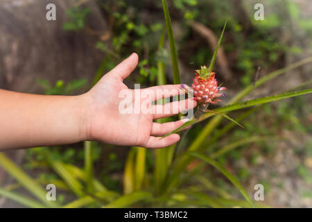 palm of the child shows with a finger on a small pineapple. on a branch pineapple bush Stock Photo