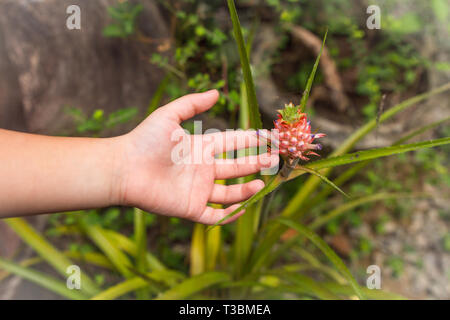 palm of the child shows with a finger on a small pineapple. on a branch pineapple bush Stock Photo