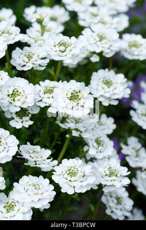 View mass white flowers, Iberis sempervirens 'Appen-Etz' Candytuft Appen-Etz Stock Photo
