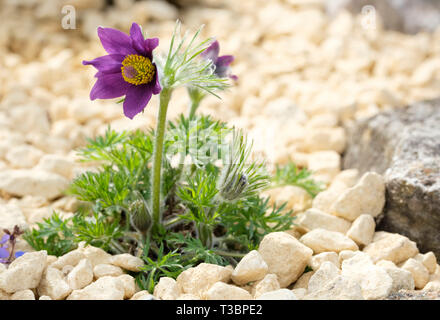 Pulsatilla vulgaris, pasqueflower,meadow anemone, April fools, cat's eyes, Coventry bells, Dane's blood. Close-up of plant in flower. Spring plant Stock Photo