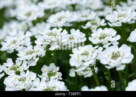 View mass white flowers, Iberis sempervirens 'Appen-Etz' Candytuft Appen-Etz Stock Photo