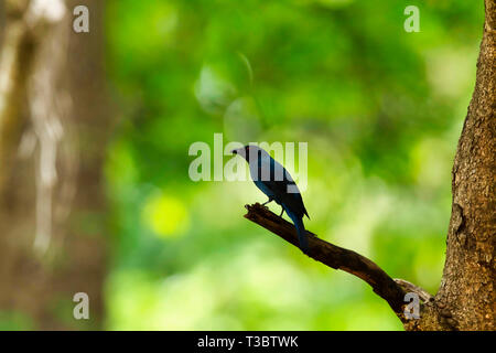 Asian fairy-bluebird, Irena puella, female, Western Ghats, India. Stock Photo